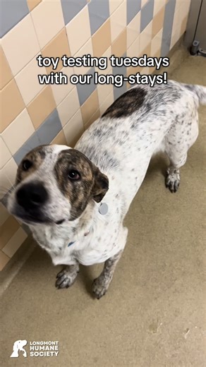 Henry has been with us since September, how can anyone resist this wiggle butt??? #fyp #adoptdontshop #dogsoftiktok #rescuedog #colorado