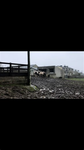 Before and after getting mud control in the same bit of field 🥰 #mudcontrol #paddockparadise #horse