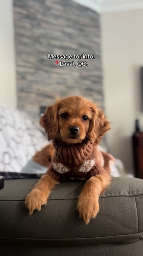 Super affectionate and cuddly cockapoo puppies ❤️ #puppiesoftiktok #dogsoftiktok #puppy #laval #mtl #cockapoo #cockerspaniel #poodle