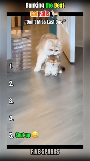 Ranking the Best Cat Fails 🐈 #shorts #cats #funny #catfails