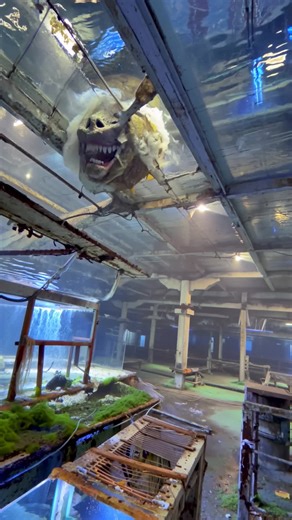 AlieniFiC (@alienific)’s videos with Dovetail - Kursa Remix - Ternion Sound