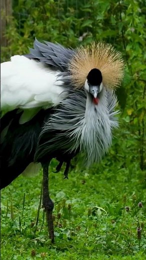 The Majestic Crowned Crane 👑🐦#wildlife #animals #birds
