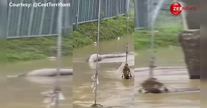 थाईलैंड की बाढ़ में दिखा एनाकोंडा जैसा विशालकाय अजगर, वीडियो देख ठंड में ही छूट जाएंगे पसीने!