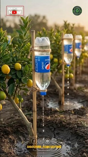 Amazing DIY Drip Irrigation System