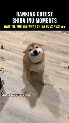 Ranking Cutest Shiba Inu Moments
