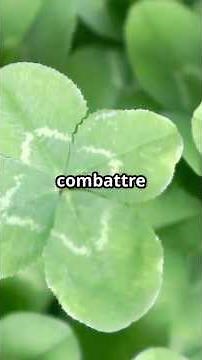 🍀 Les trèfles, origine et bienfaits pour un matin zen