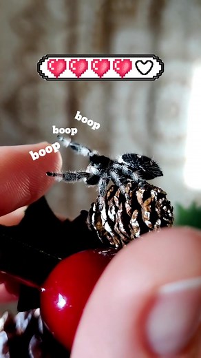 I don't even know. #weirdpets #boop #fyp #jumpingspider | Jumping Spider Enclosure