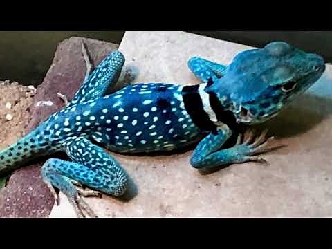Blue Lizards!!!