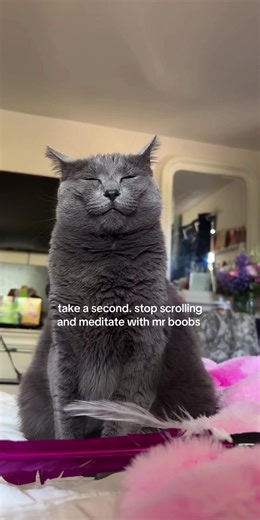 he is my master shifu .. #catsoftiktok #silly #cute #cat #fyp | cat