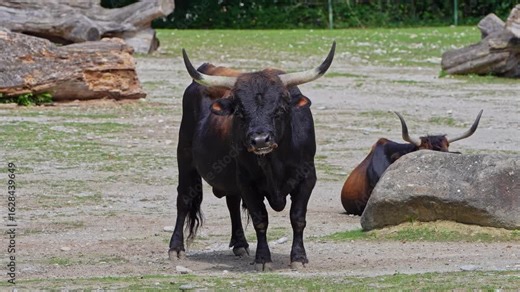 Heck cattle, Bos primigenius taurus, claimed to resemble the extinct aurochs. Domestic highland cattle