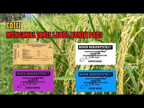 Mengenal Label Benih Padi Berdasarkan Warnanya