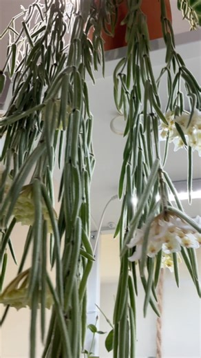 Hoya Linearis update. 🌿#planthobbyist #plants #hoya