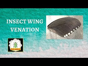 Insect wing and wing venation | Insect Morphology | by Ento Agricos