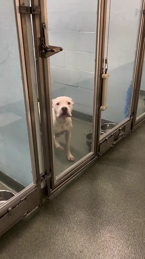 Meet Rosey: A Sweet Dog in Need of a Forever Home