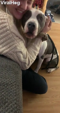 Dog meets new family member for the first time