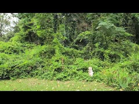 Land Clearing Clayton to Henderson Oxford to Sanford NC | Cut Brush