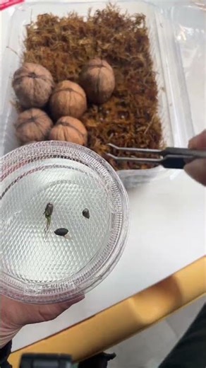 35秒种一棵苹果树，快来学学怎么做到