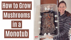 How to grow mushrooms in a monotub - Boomer Shroomer