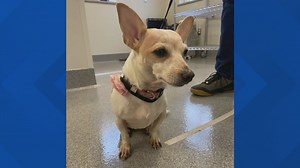 Furry Friends with Mimi, the dog!