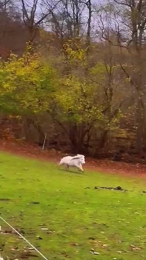 Adorable Baby Horse: A Delightful Addition to Farm Animals