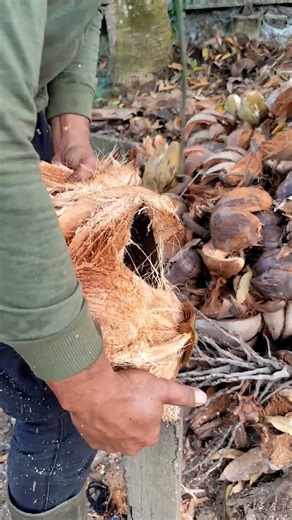 Easy and simple way to peel coconut