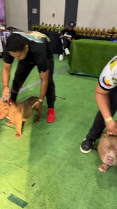 4.3K views · 88 reactions | Chocolate perfection in the ring  Who will take home Best in Choco Color? #reels #dog | CasK Kennel | Facebook