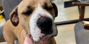 Dog bitten by copperhead snake in York County: ‘She just recoiled’