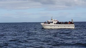 10K views · 398 reactions | I was a little bit lucky today as I was sitting on the boat outside the harbour waiting for my guests when I saw a splash in front of the boat and then another and another and before I knew it their was about 30 dolphins around the boat. After a quick call to Tony and Jimmy we all enjoyed them for about 15 minutes and they put on a really good show for us too. | Serenity Boats | Facebook