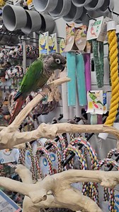 Paradise Parrot Rescue on Reels