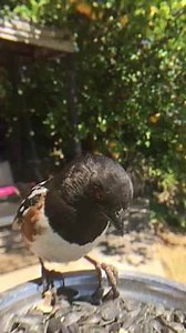 Slow motion footage of the beautiful Spotted Towhee in flight! Captured with Bird Photo Booth 2.0. Pre-order it for just $39! Here is the link: http://kck.st/1Oos1hi | Bird Photo Booth