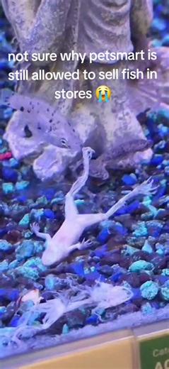 like what 😭😭 this fish wasn't letting anything in that tank near his meals either because there was a grave yard of frogs #fish #petsmart
