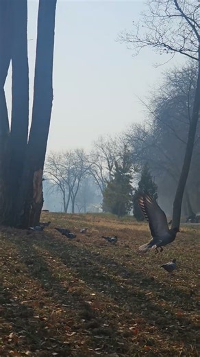 A Peaceful Morning Flight — Birds Dancing in the Air 🕊️✨