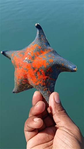 Things you didn't know about Bat Star#nature #shortvideo #sea #animals#amazing