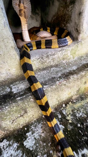 Beautiful Banded krait vs Cobra Snake. 🐍❤️🌹🇮🇳. Please follow me. #highlightseveryone | Mobarak Snakesaver