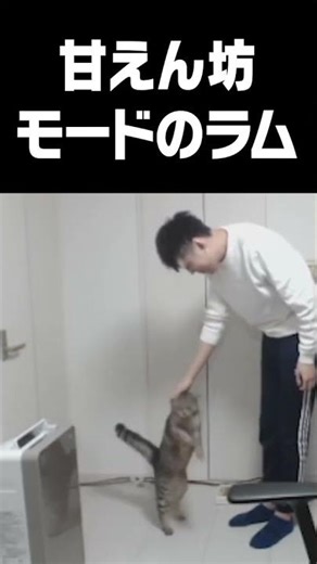 甘えん坊モードのラム