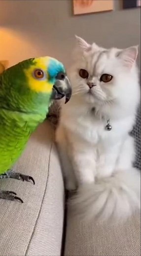 PARROT Rants About Inflation: "Everything Costs More!" 🦜💸📉