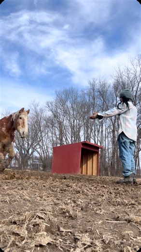 Horse Rescuer and Healer: Lauren Rosborough on Instagram: "The warmest hug from the muppet boys (what I nicknamed Elmer and Zeb). Isn’t it amazing how they choose to love after the life they lived? They never wake up angry, or resentful. They both come running the minute they see me with the innocence of children. . . #drafthorse #belgianhorse #horses #rescue"