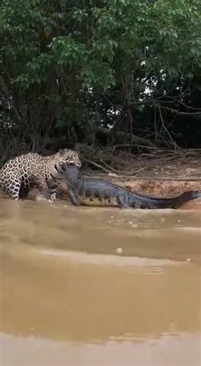 Nature's Deadliest Duel: Jaguar Attacks Crocodile in River!