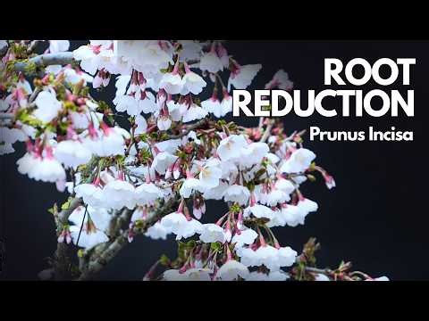 Prunus Incisa Bonsai Root Ball Reduction & Second Repotting