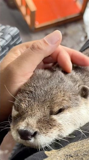 The Otter Who Can’t Beat His Partner and Comes to Cuddle😂😂 #shorts #aty #otter #WaterSausage