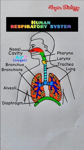 Human Respiratory System Animation 🤯 | How We Breathe | #Shorts #biology