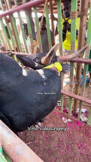 ViNo Jallikattu Vlog 2026 🎉💥