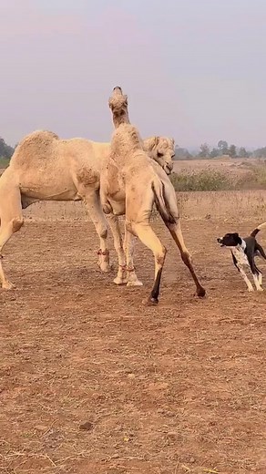 Ay"gu waa Xayawaan Caqli badan wuxuu isleeyahay Kala qabo labada Awr | SAHAL Comedy
