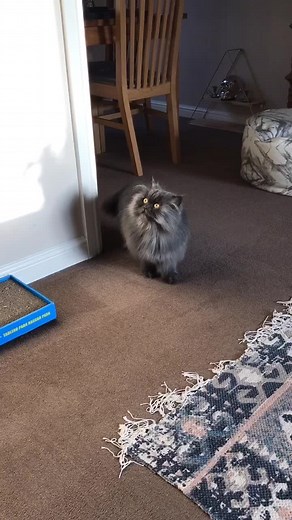 Caffeine-Fueled Cat Zoomies for Your Entertainment