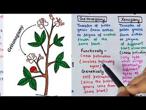 pollination | types of pollination | self pollination and cross pollination | autogamy , xenogamy