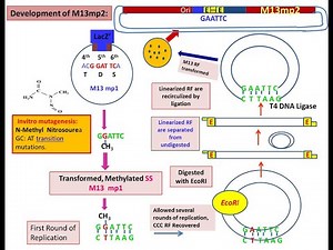Construction of M13mp2: M13 Cloning vectors