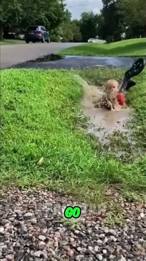 Lawn Mower Pool Flip FAIL! Watch This Backyard Stunt! #shorts