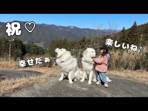 【初！】３歳児がついに自分より５倍大きい超大型犬２頭を引き連れて山のお散歩デビューを果たしました…♡｜グレートピレニーズ&オールドイングリッシュシープドッグ&トイプードル