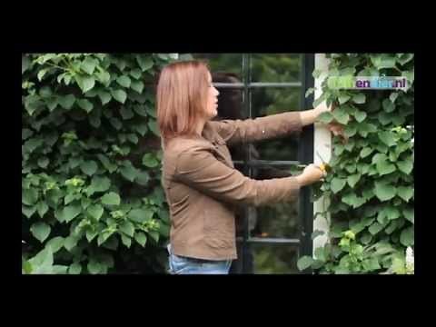 Klimhortensia snoeien