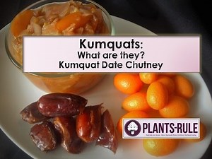 Kumquats: What are They? Kumquat Date Chutney from Plants-Rule